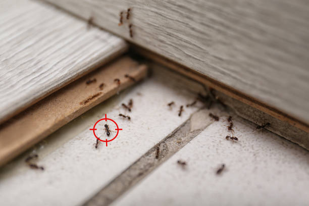 Pest Control for Restaurants in Mountain View Ranches, AZ