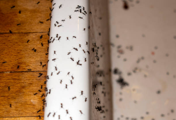 Best Local Pest Control Services  in Mountain View Ranches, AZ